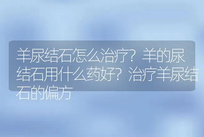 羊尿结石怎么治疗？羊的尿结石用什么药好？治疗羊尿结石的偏方 | 兽医知识大全