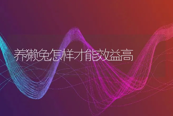 养獭兔怎样才能效益高 | 动物养殖