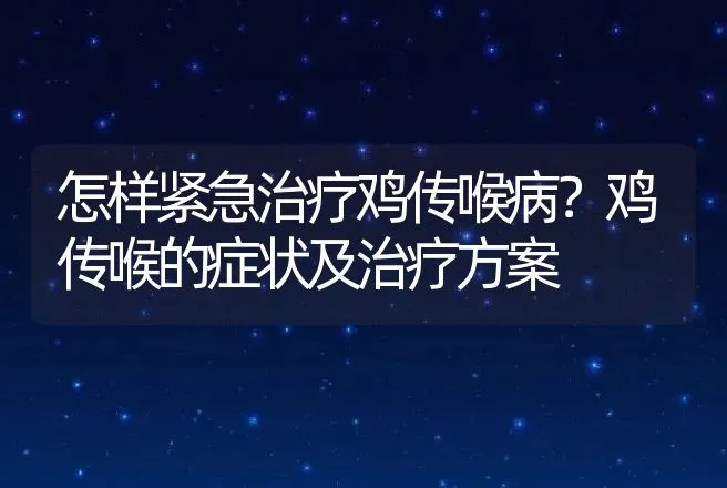 怎样紧急治疗鸡传喉病？鸡传喉的症状及治疗方案 | 兽医知识大全