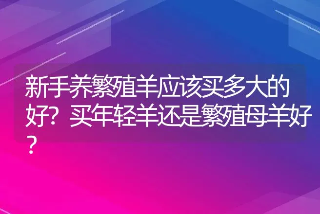 新手养繁殖羊应该买多大的好？买年轻羊还是繁殖母羊好？ | 家畜养殖