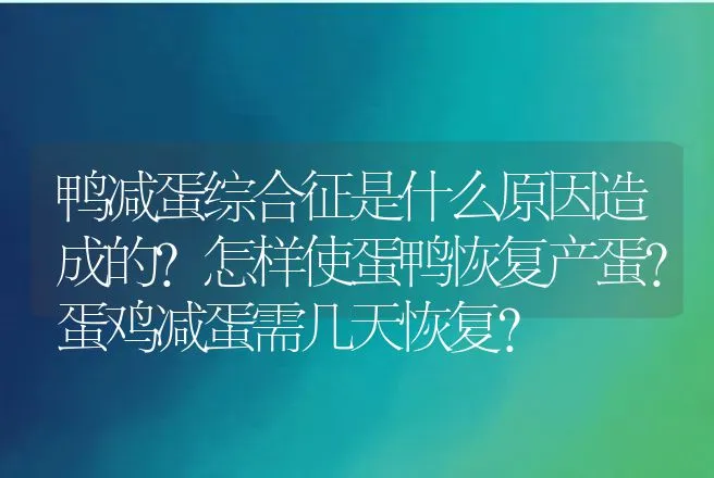 鸭减蛋综合征是什么原因造成的？怎样使蛋鸭恢复产蛋？蛋鸡减蛋需几天恢复？ | 兽医知识大全