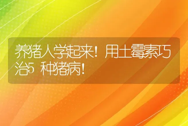 养猪人学起来！用土霉素巧治5种猪病！ | 家畜养殖