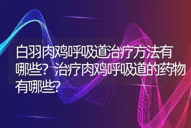 白羽肉鸡呼吸道治疗方法有哪些？治疗肉鸡呼吸道的药物有哪些? | 兽医知识大全