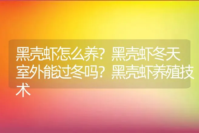 黑壳虾怎么养？黑壳虾冬天室外能过冬吗？黑壳虾养殖技术 | 水产知识