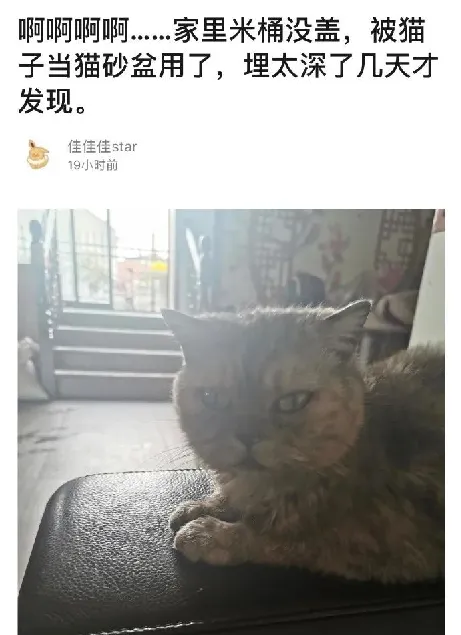 猫咪把米桶当猫砂盆，埋得太深几天后才发现！怎样教育做坏事的猫 | 宠物训练技巧