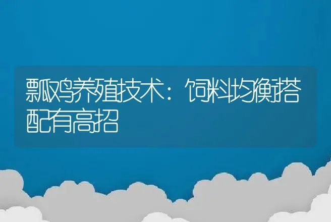 瓢鸡养殖技术：饲料均衡搭配有高招 | 家禽养殖