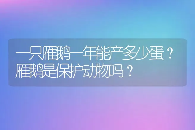 一只雁鹅一年能产多少蛋？雁鹅是保护动物吗？ | 动物养殖