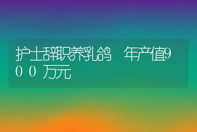 护士辞职养乳鸽 年产值900万元 | 养殖致富