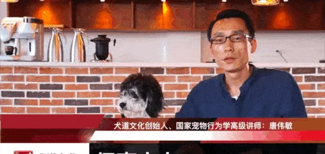 天津养犬新规一刀切，“个子大”的狗连活着的权利都没有！ | 宠物政策法规