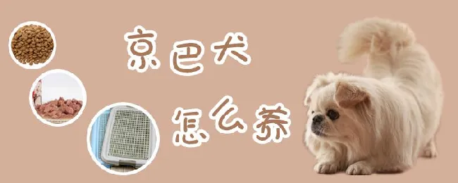 京巴犬怎么养 | 宠物病虫害防治