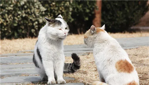 生活在不同地区的猫会有沟通障碍吗？ | 宠物百科知识