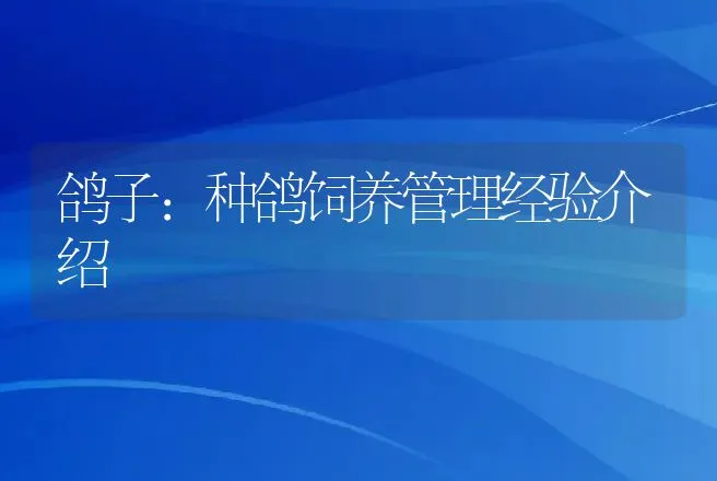 鸽子：种鸽饲养管理经验介绍 | 动物养殖