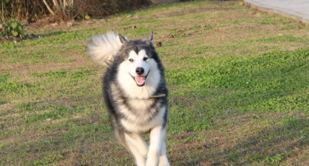 如何照顾生病的阿拉斯加雪橇犬 | 宠物狗饲养