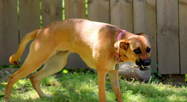 中华田园犬为什么禁养？ | 养宠入门知识