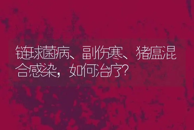 链球菌病、副伤寒、猪瘟混合感染，如何治疗？ | 家畜养殖