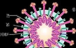 新型冠状病毒疫情，宠物拒绝背锅! | 宠物新闻资讯