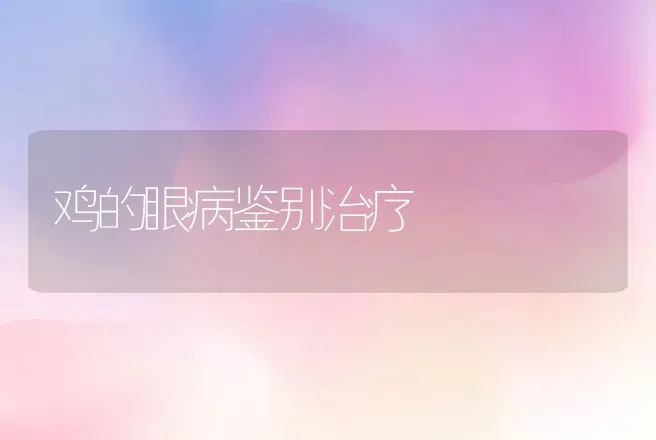 鸡的眼病鉴别治疗 | 动物养殖