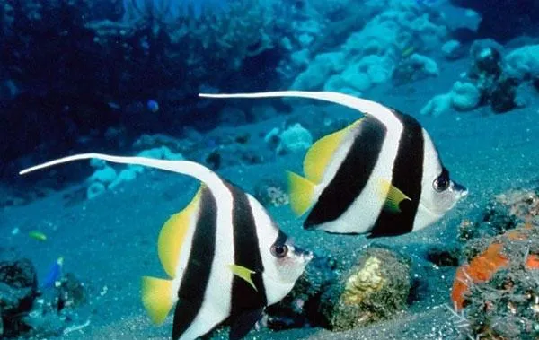 水族箱换水三个方式及影响 | 宠物病虫害防治