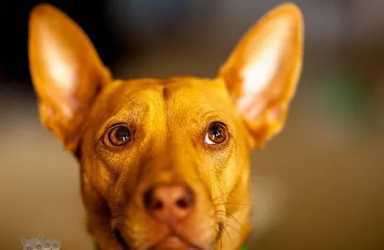 法老王猎犬牙齿怎么护理 法老王猎犬牙齿护理方法 | 宠物病虫害防治