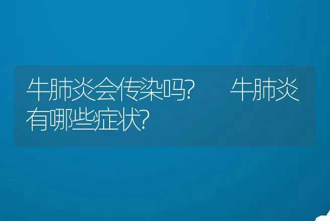 牛肺炎会传染吗? 牛肺炎有哪些症状? | 家畜养殖