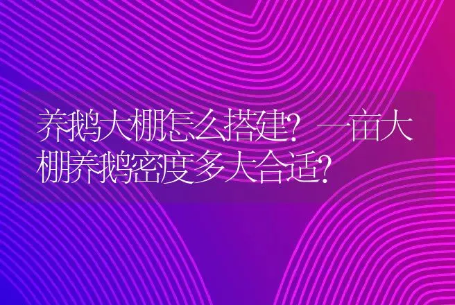 养鹅大棚怎么搭建？一亩大棚养鹅密度多大合适？ | 兽医知识大全