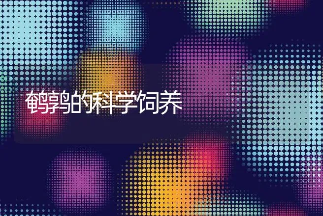 鹌鹑的科学饲养 | 动物养殖