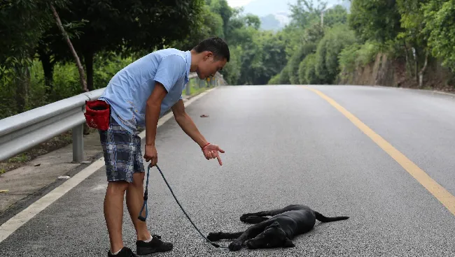 怎么训练狗狗装死的行为？ | 宠物狗训练技巧