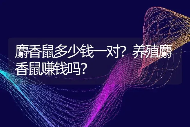 麝香鼠多少钱一对？养殖麝香鼠赚钱吗？ | 养殖致富