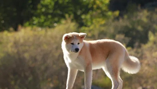 秋田犬为什么会被禁养？禁养秋田犬的原因 | 宠物新闻资讯