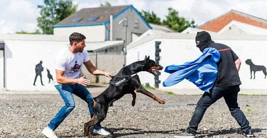 英保镖犬为危机时刻勇敢救主 平时刻苦受训 | 宠物新闻资讯