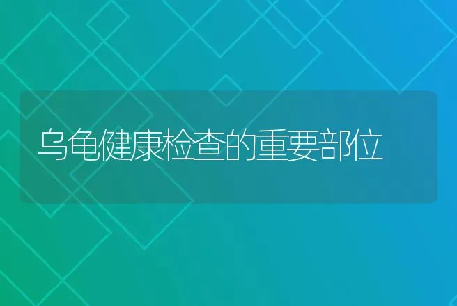 乌龟健康检查的重要部位 | 动物养殖