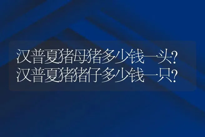 汉普夏猪母猪多少钱一头？汉普夏猪猪仔多少钱一只？ | 家畜养殖