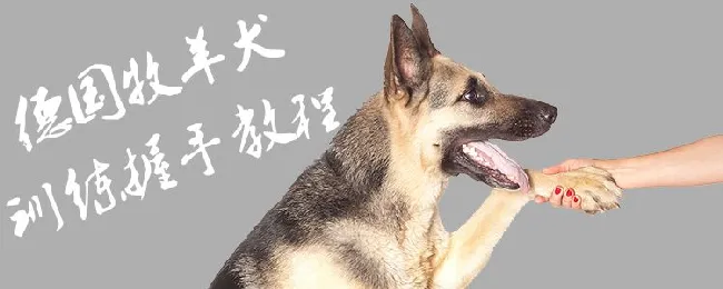 德国牧羊犬训练握手教程 | 宠物训练技巧