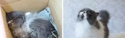 被收养的流浪猫的前后对比，愿世界温柔以待！ | 宠物猫图片