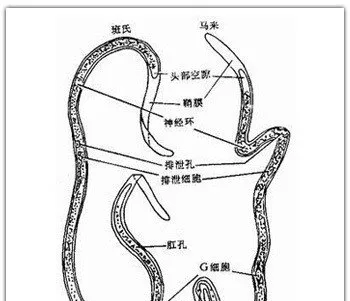 科普|驱虫与免疫同样重要【图】 | 宠物狗病虫害防治