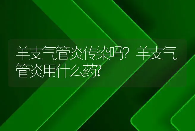 羊支气管炎传染吗？羊支气管炎用什么药? | 兽医知识大全