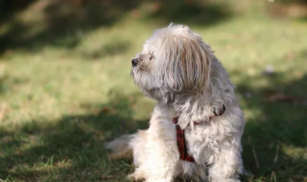 适合家养的狗小型犬 | 养宠入门知识