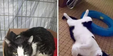 被收养的流浪猫的前后对比，愿世界温柔以待！ | 宠物猫图片