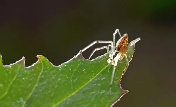 【虫宠图片】圆尾银板蛛图片 | 宠物昆虫图片