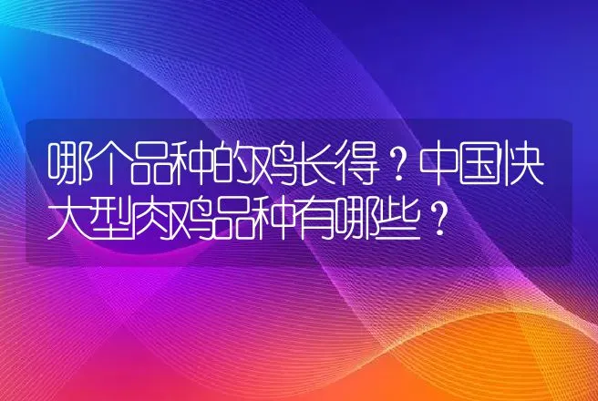 哪个品种的鸡长得？中国快大型肉鸡品种有哪些？ | 家禽养殖