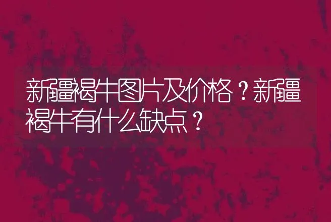 新疆褐牛图片及价格？新疆褐牛有什么缺点？ | 动物养殖