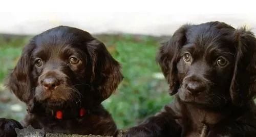 博伊金猎犬毛发枯燥怎么办 博伊金猎犬毛发枯燥解决办法 | 宠物病虫害防治