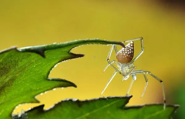 【虫宠图片】圆尾银板蛛图片 | 宠物昆虫图片