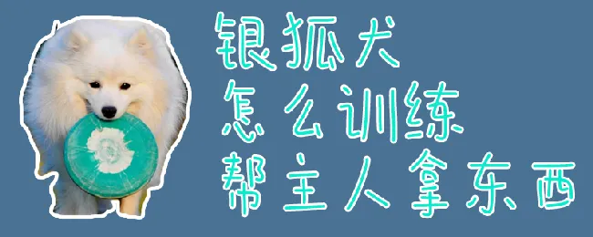 银狐犬怎么训练帮主人拿东西 | 宠物训练技巧