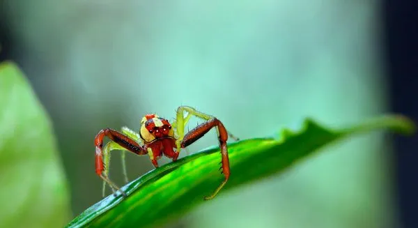 【蜘蛛图片】红蜘蛛图片 | 宠物昆虫图片