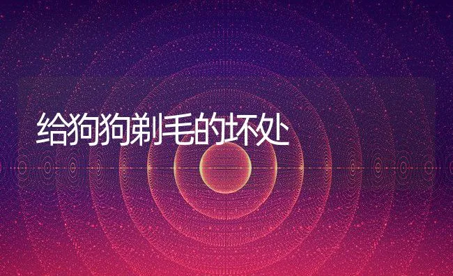 给狗狗剃毛的坏处 | 宠物猫