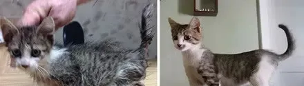 被收养的流浪猫的前后对比，愿世界温柔以待！ | 宠物猫图片