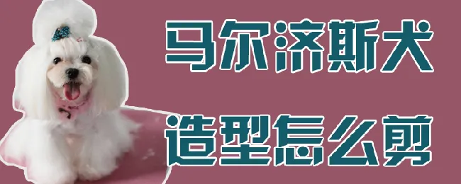 马尔济斯犬造型怎么剪 | 宠物病虫害防治