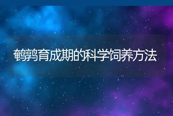 鹌鹑育成期的科学饲养方法 | 动物养殖