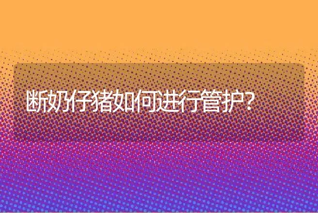 断奶仔猪如何进行管护？ | 动物养殖